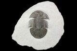 Scabriscutellum Trilobite - Axial Nodes & Eye Facets #67877-5